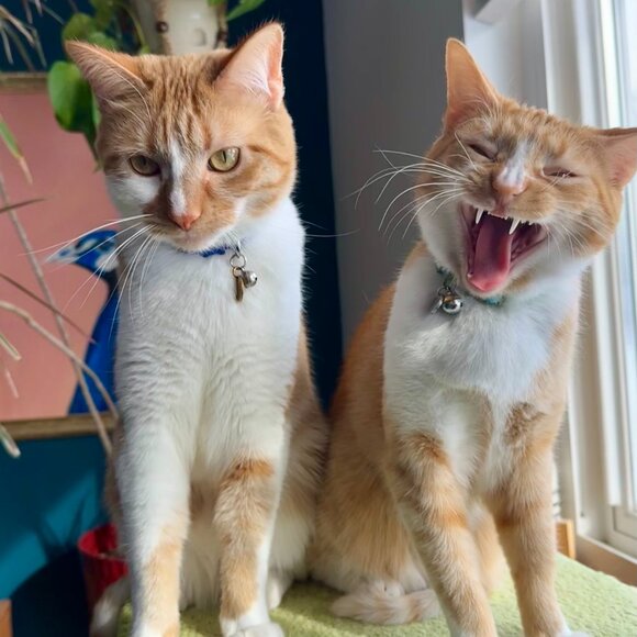 Meet your Posher, Amy - Picture 4 of 6